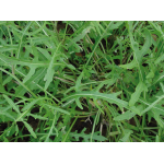 RUCOLA SELVATICA Semi per Orto Sementi Orto Giardino Erbe Aromatiche Rughetta Insalata